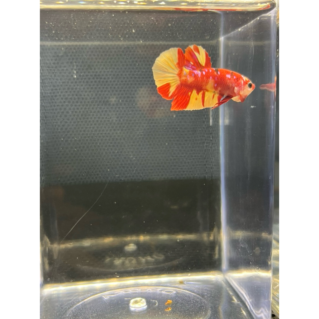 ikan cupang pk nemo classic galaxy