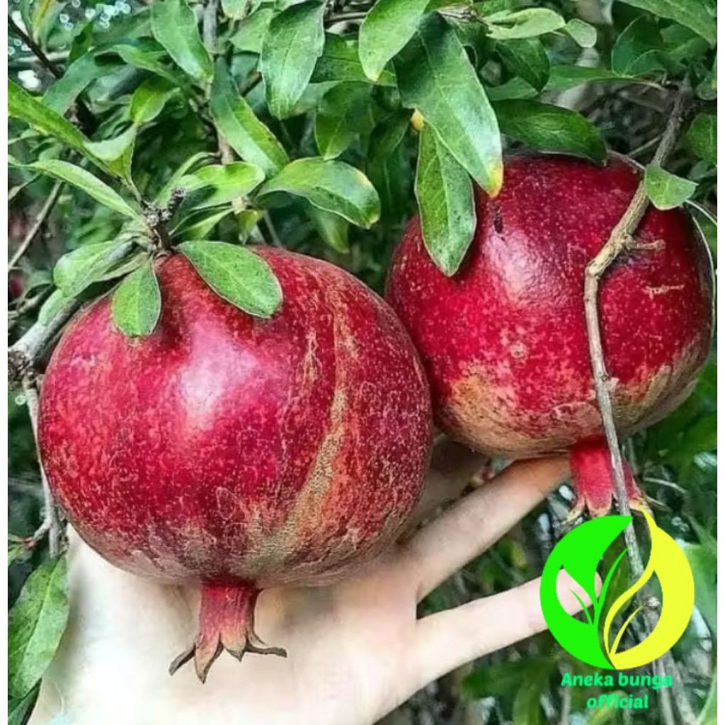 POHON BUAH DELIMA MERAH JUMBO / TANAMAN BUAH DELIMA MERAH JUMBO SUPER