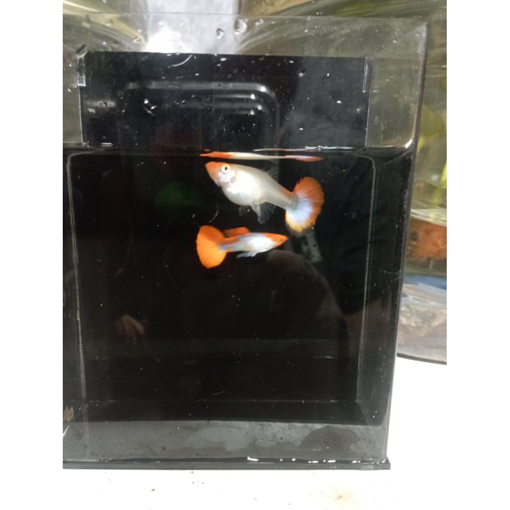 Ikan Guppy Nemo Koi (1 pasang)