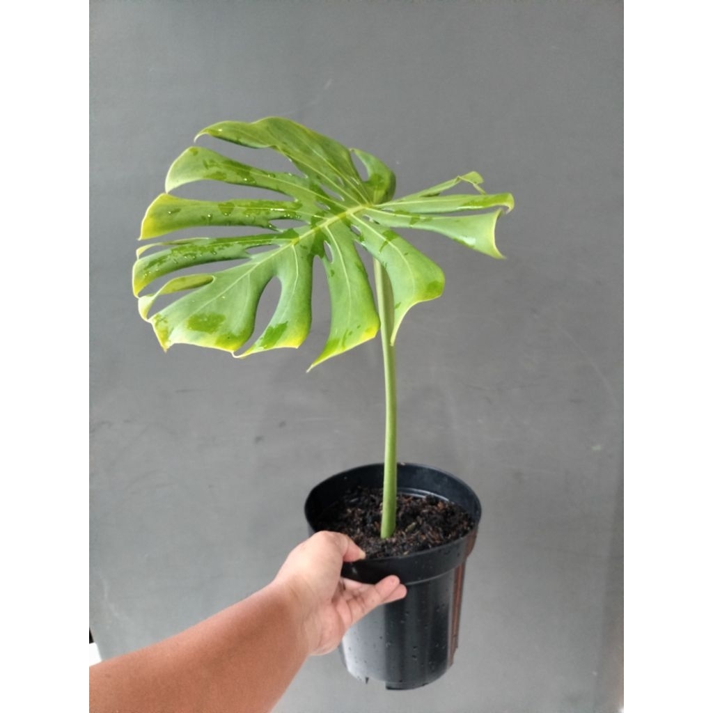 MONSTERA KING DELICIOSA