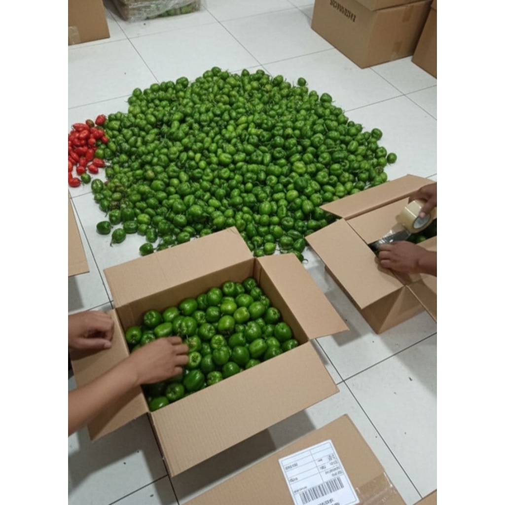 cabai gendot fresh dari dieng