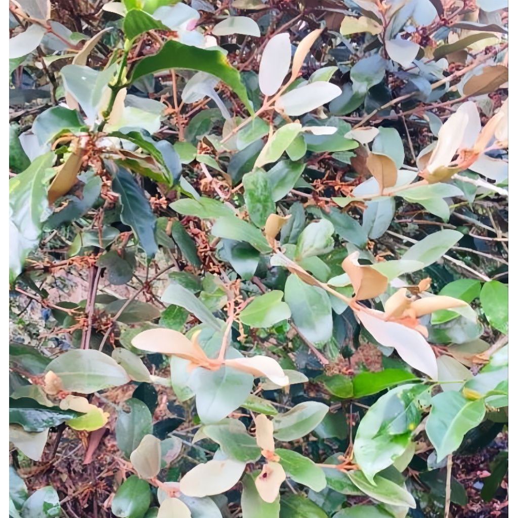 Benalu Kopi Segar Fresh Petik Langsung