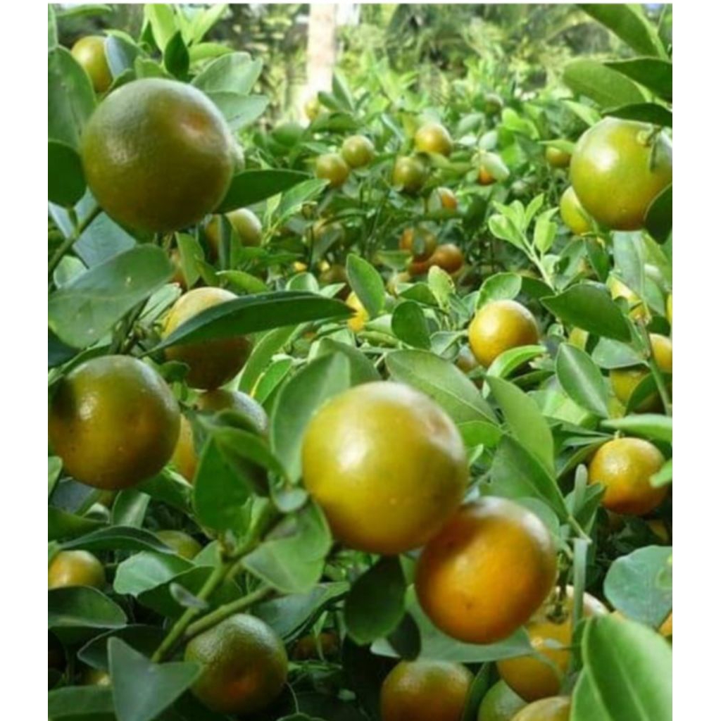 bibit,jeruk,kasturi(1)paket,isi(10)bibit,jeruk,kasturi