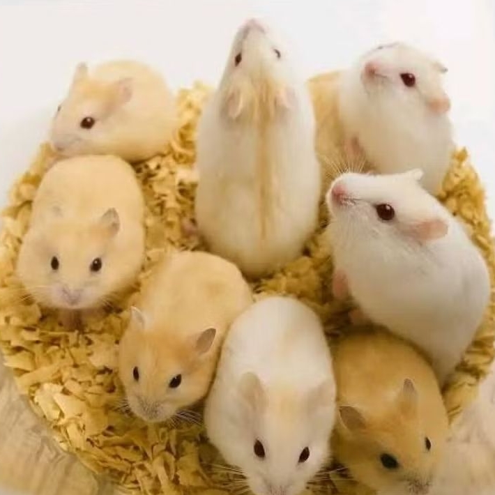 Hamster winter golden