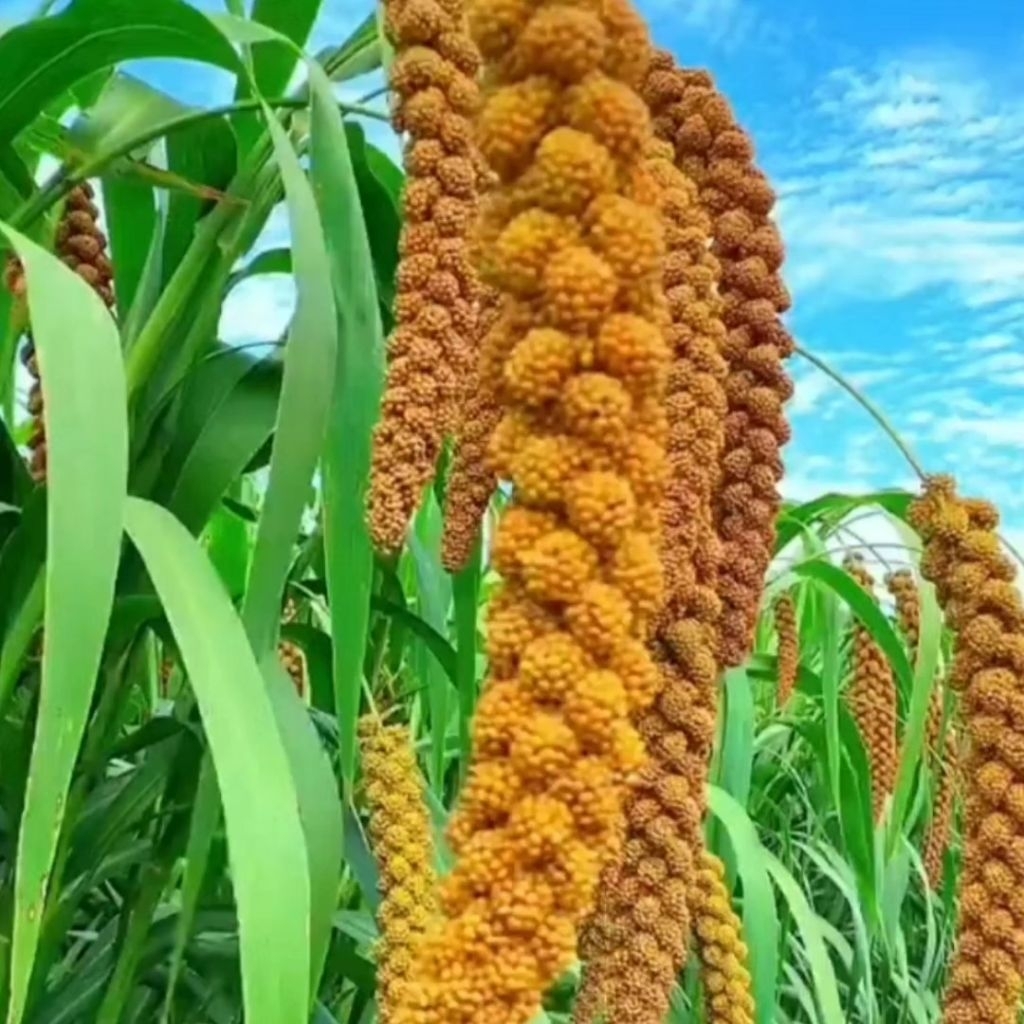 500 biji benih gandum bentuk biji benih gandum