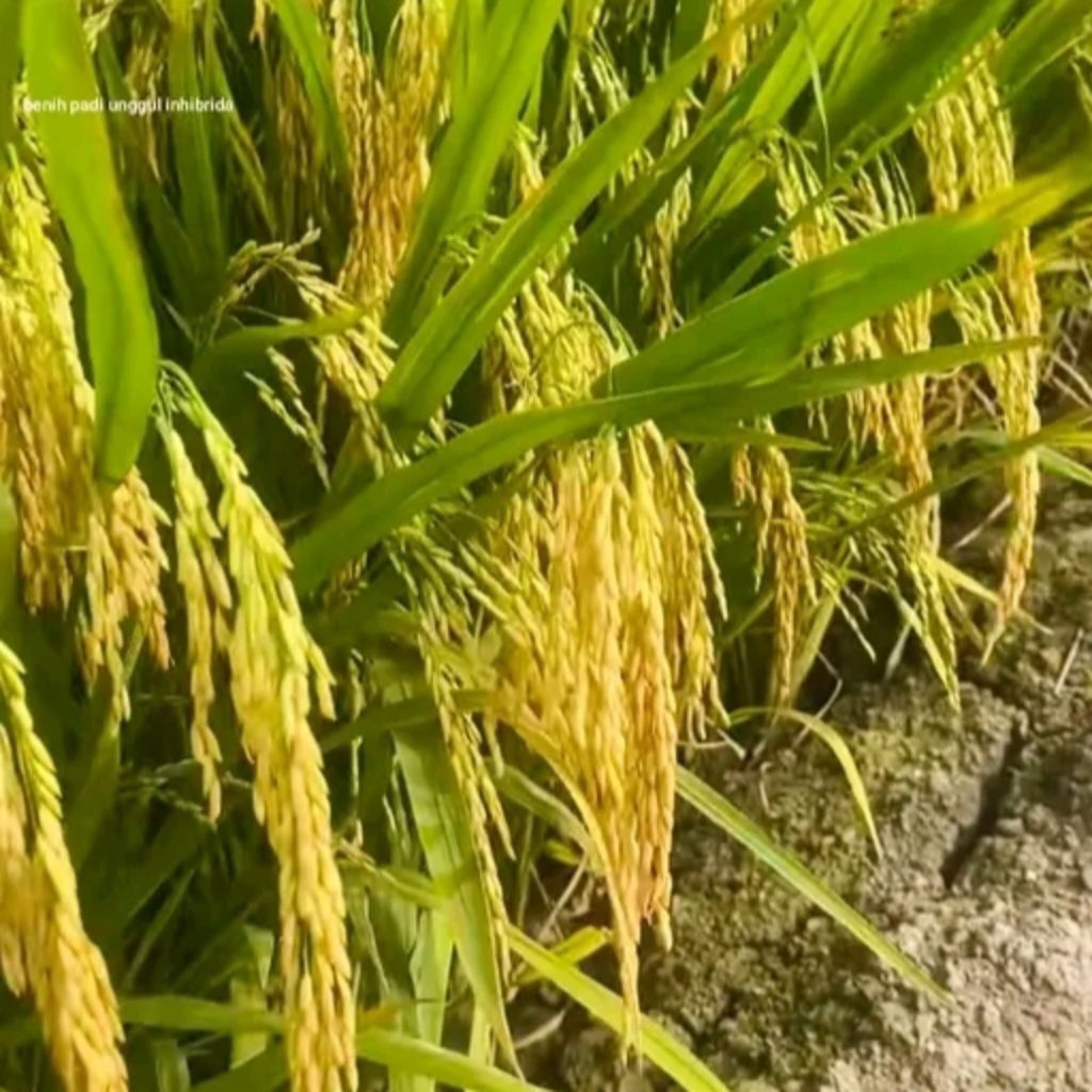 Benih padi hibrida SEMBADA 188 SUPER UNGGUL BERKUALITAS, ORI (Padi hibrida) Paket 2 bungkus.