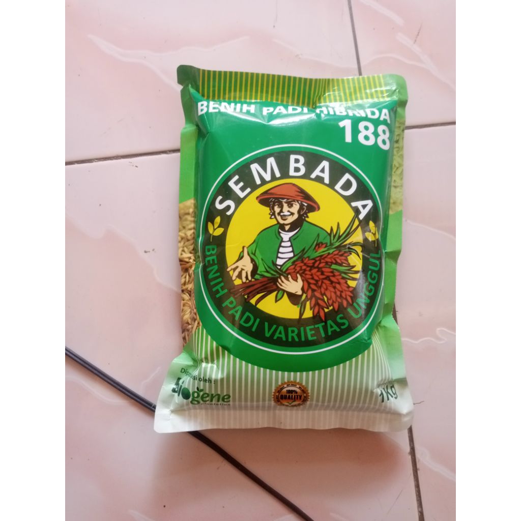 (3KG) Bibit padi HIBRIDA SEMBADA 188 original berkualitas premium, nasi pulen & wangi.