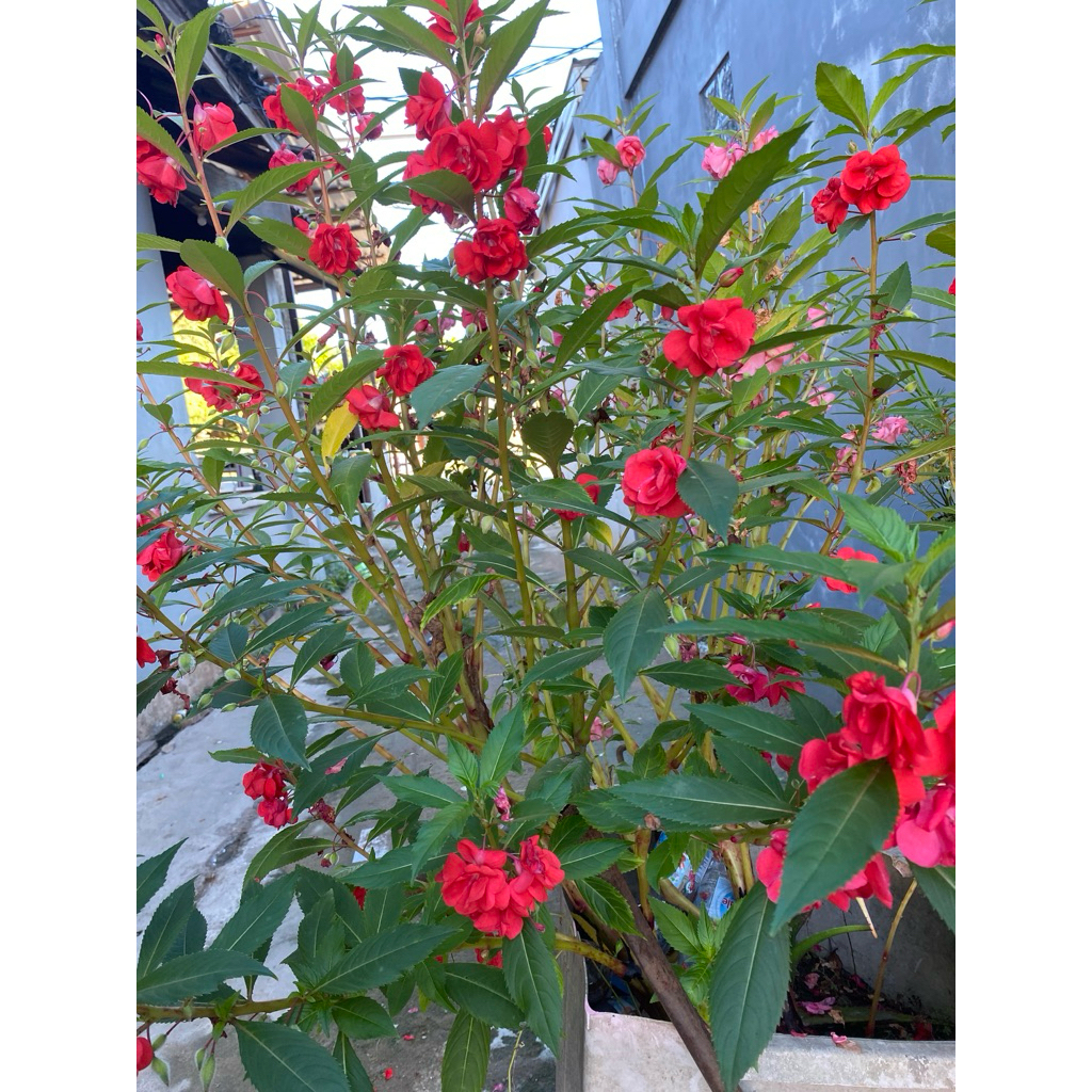 biji benih bibit bunga pacar air tumpuk merah