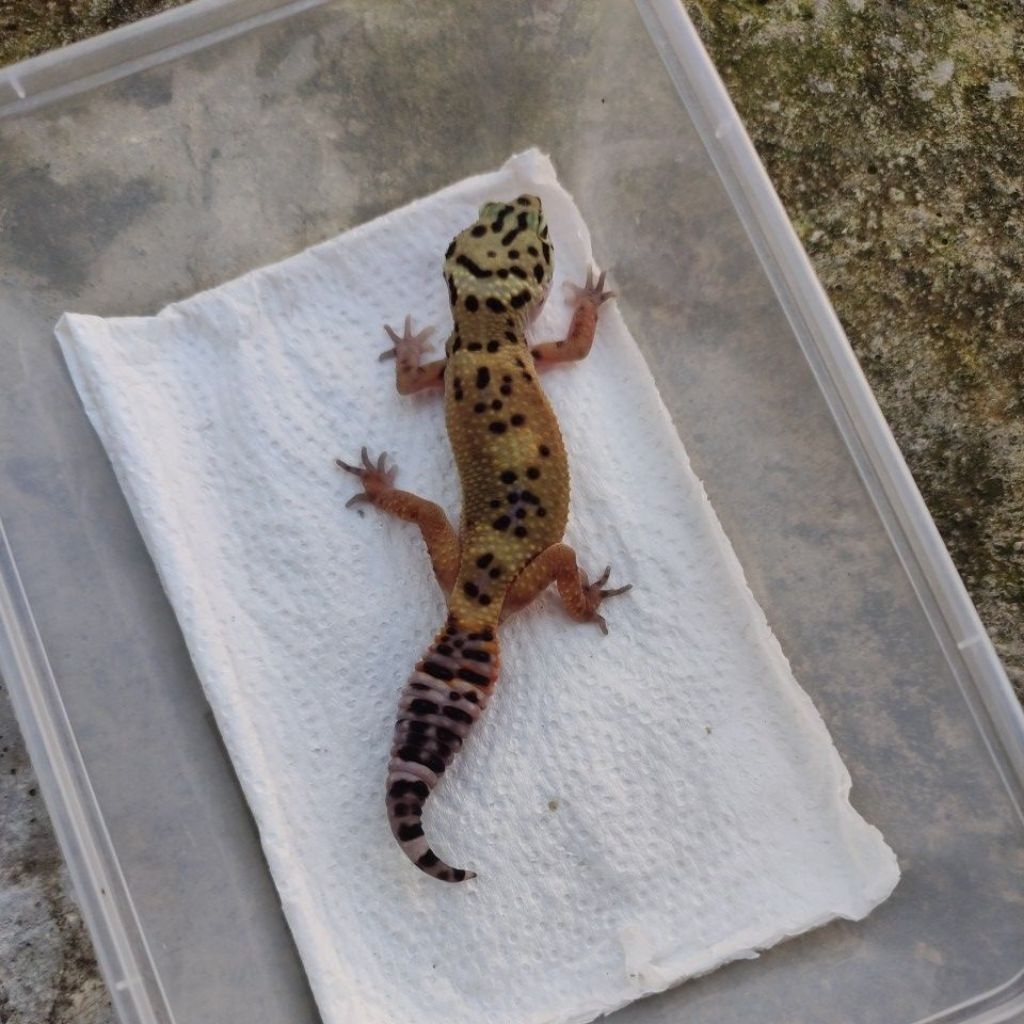 MAINAN ANAK GECKO MINUSAN JUVE_BLACKLIGHT FEMALE