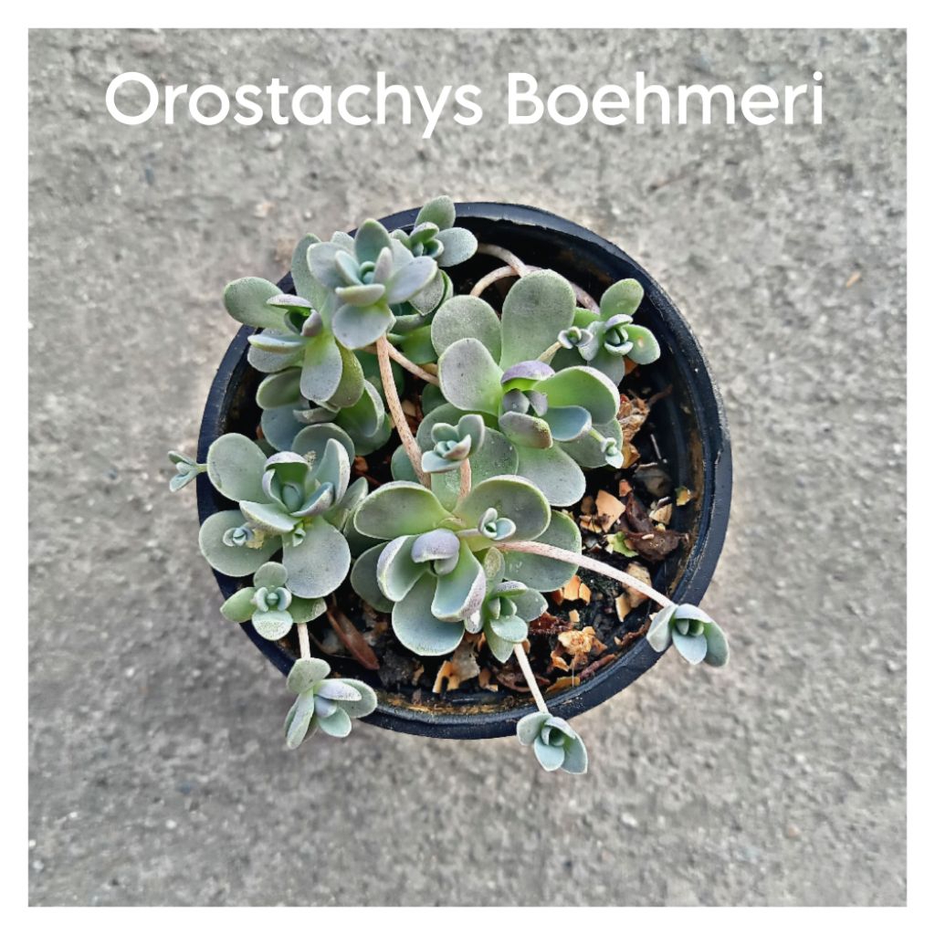 SUKULEN IMPORT MAWAR MINI | ABH