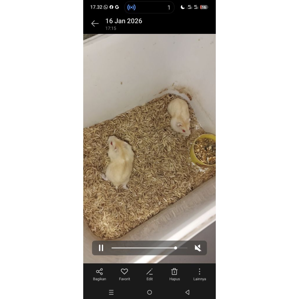 Sepasang Hamster Golden Red Eye