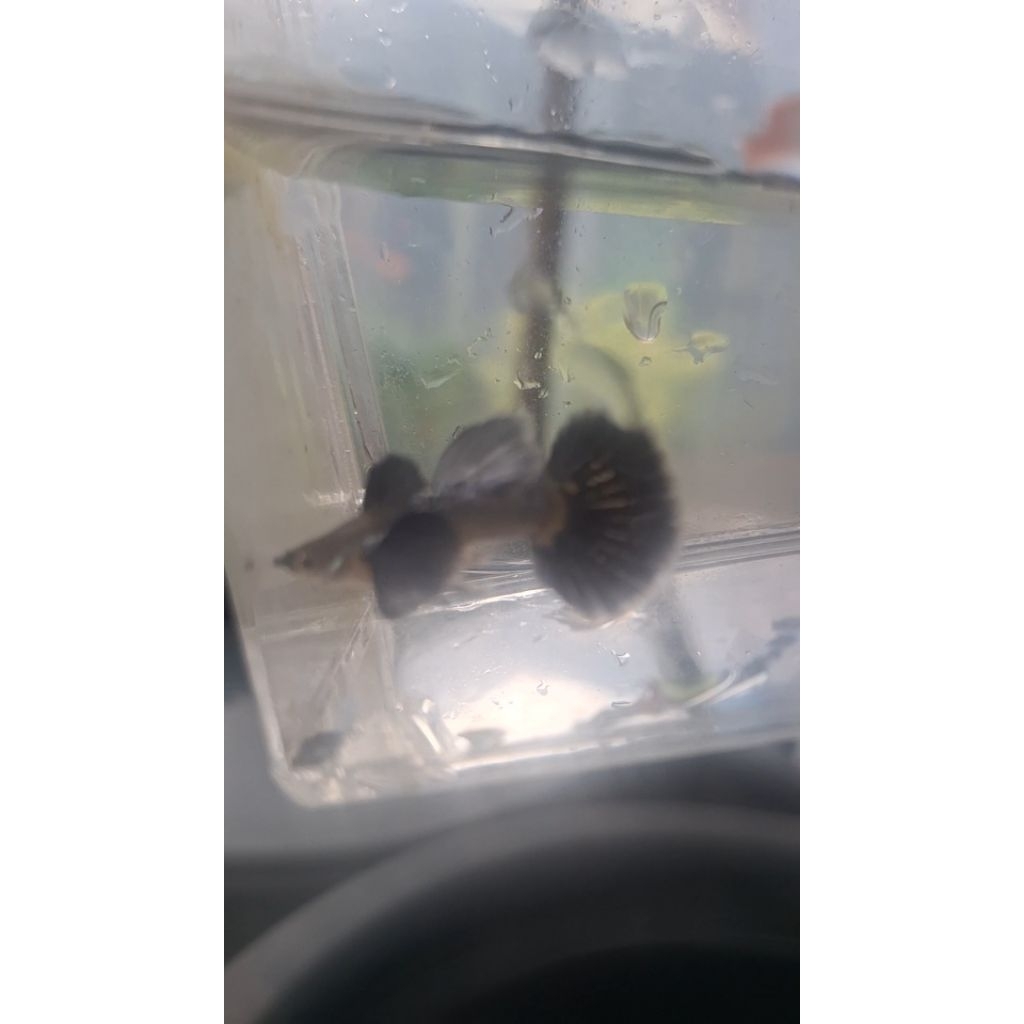 Blue/Purple Guppy Dragon Dumbo Ear