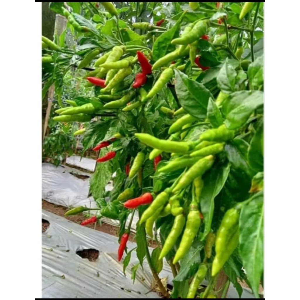 BIJI BENIH CABE RAWIT HIJAU RAMOS (isi 320 biji)