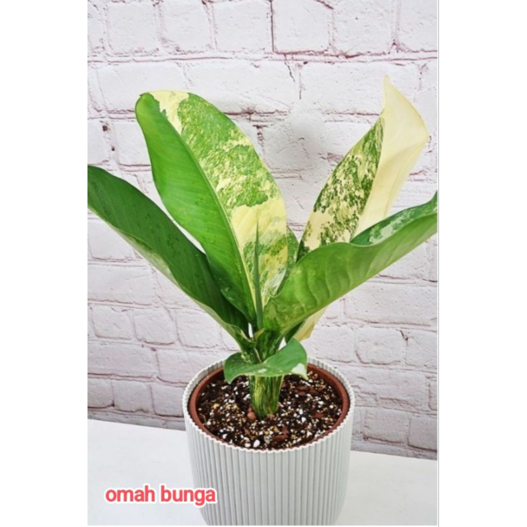 tanaman diven panglima varigata