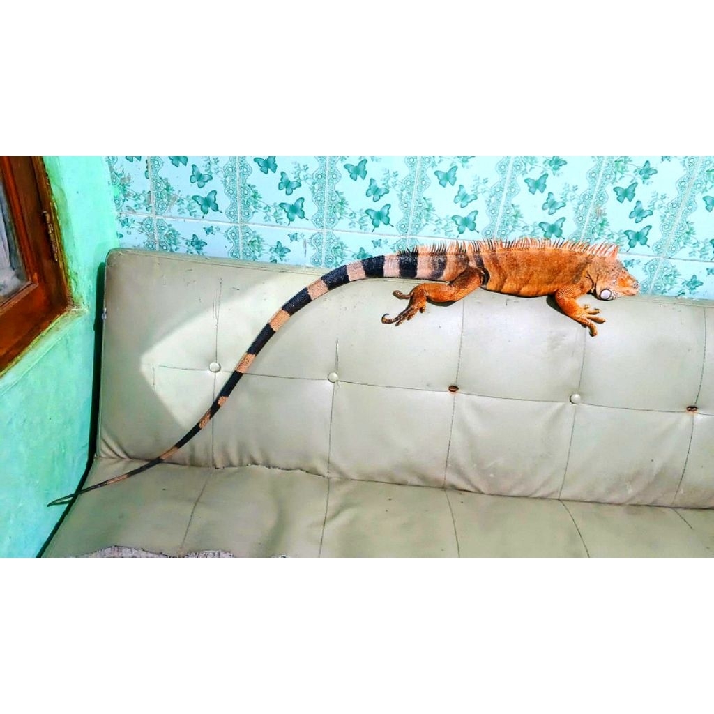 iguana super red jantan