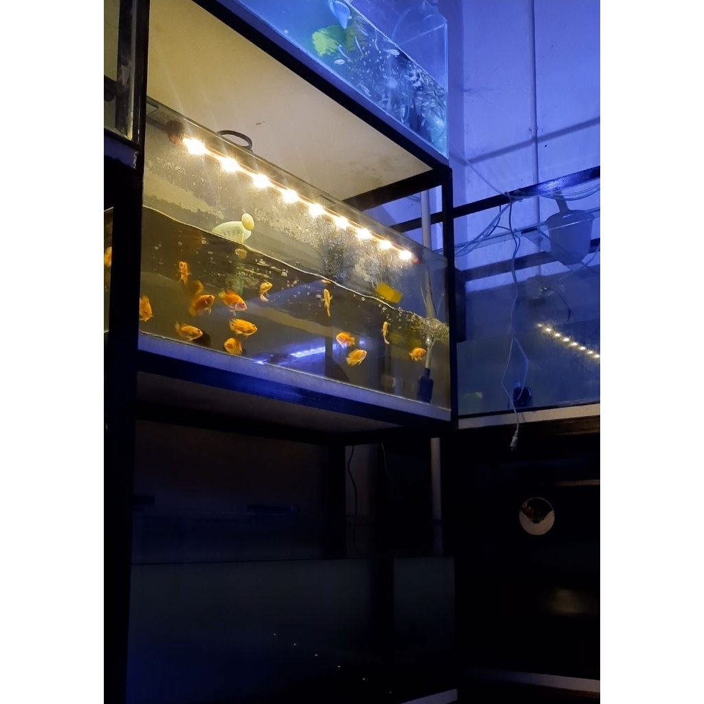 Oscar Nemo Semi Short Body