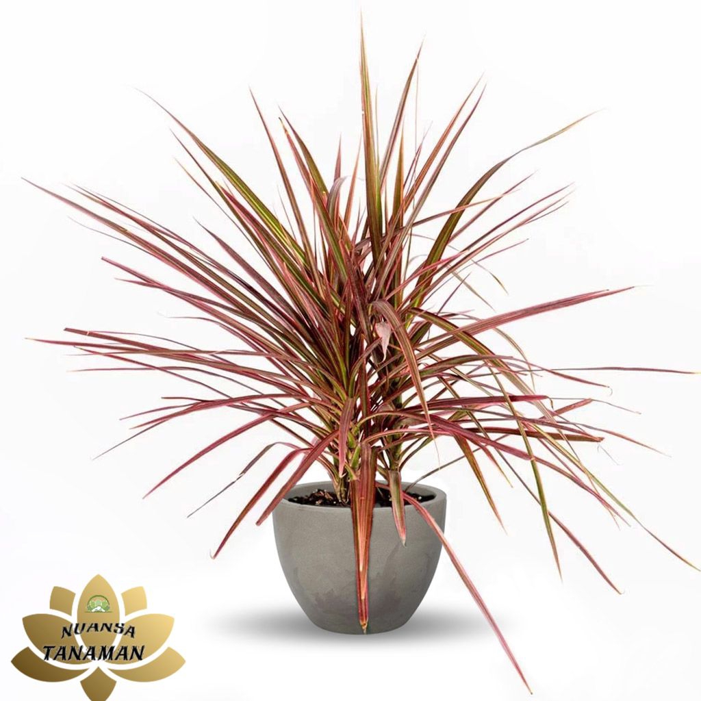 Tanaman Hias Pohon Dracena Tricolor Siap Tanam/Pohon Dracena Tricolor Siap Tanam