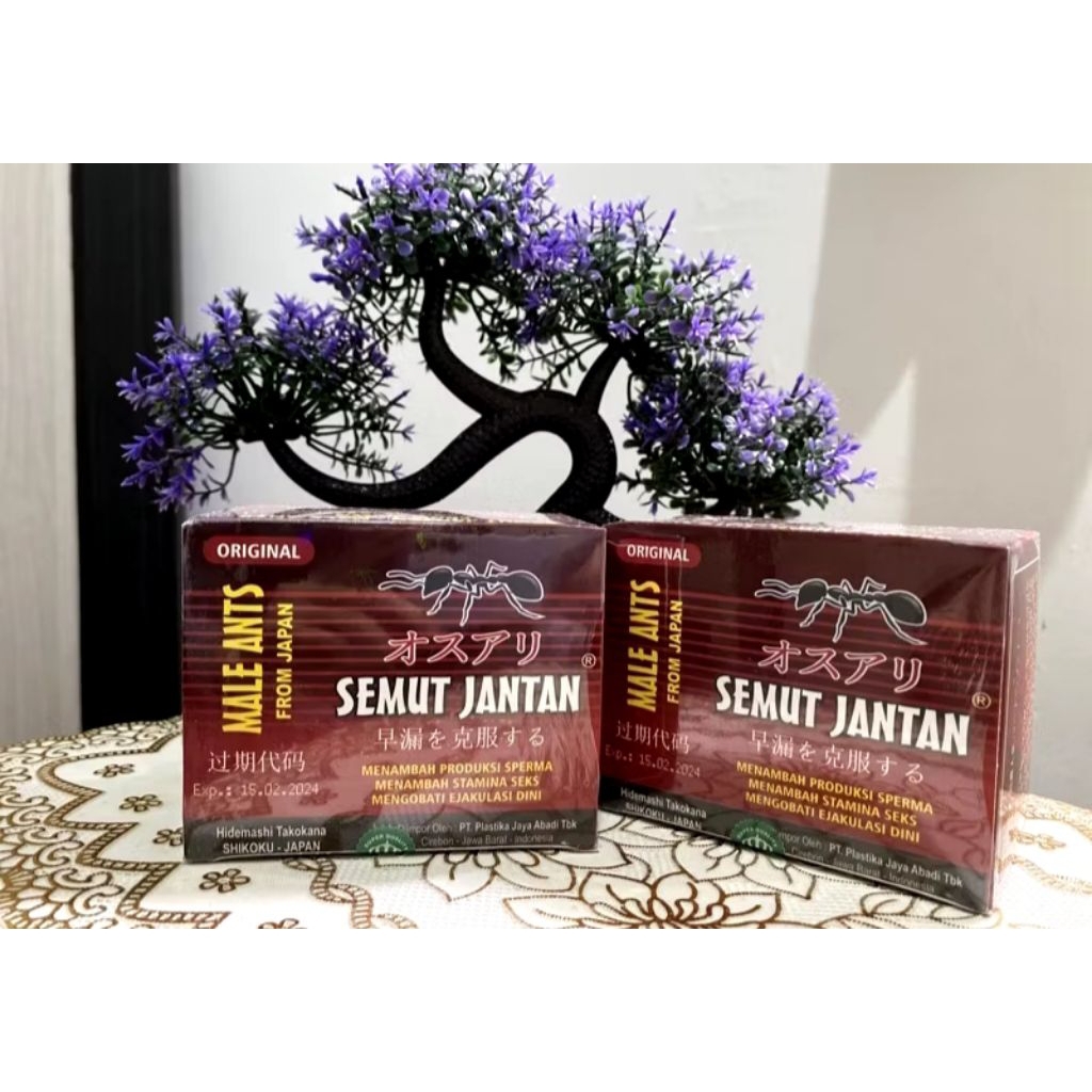 Semut jantan kapsul