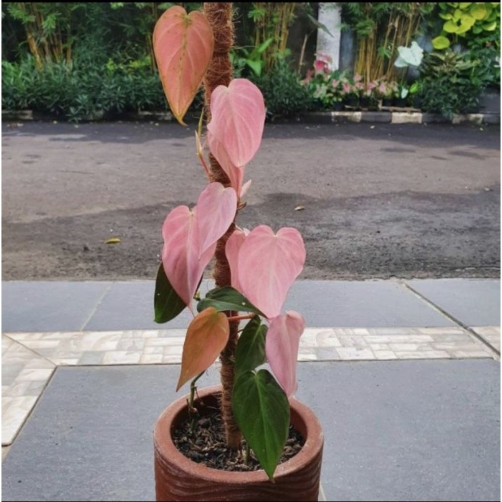 Tanaman Hias Philodendron Mican Pink / Milano Mican pink