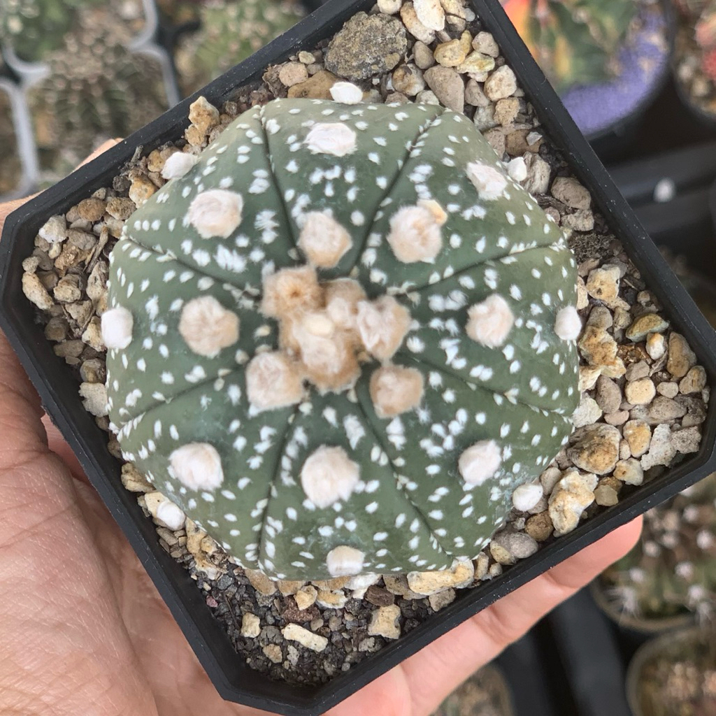 Astrophytum oibo ( kaktus astro tanaman hias hidup gurun
