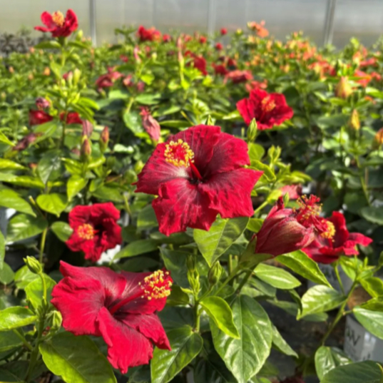 Benih HIBISCUS RED Kembang Sepatu - Biji Bibit Bunga