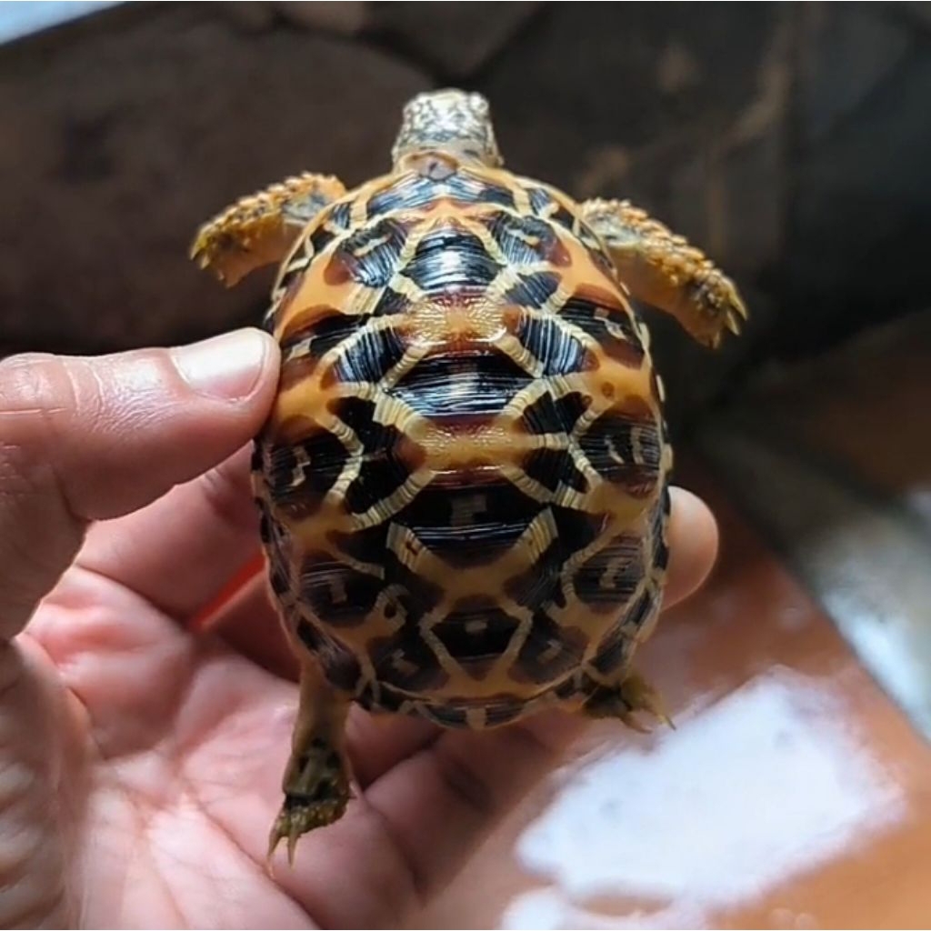 KURA KURA INDIAN STAR 7 CM