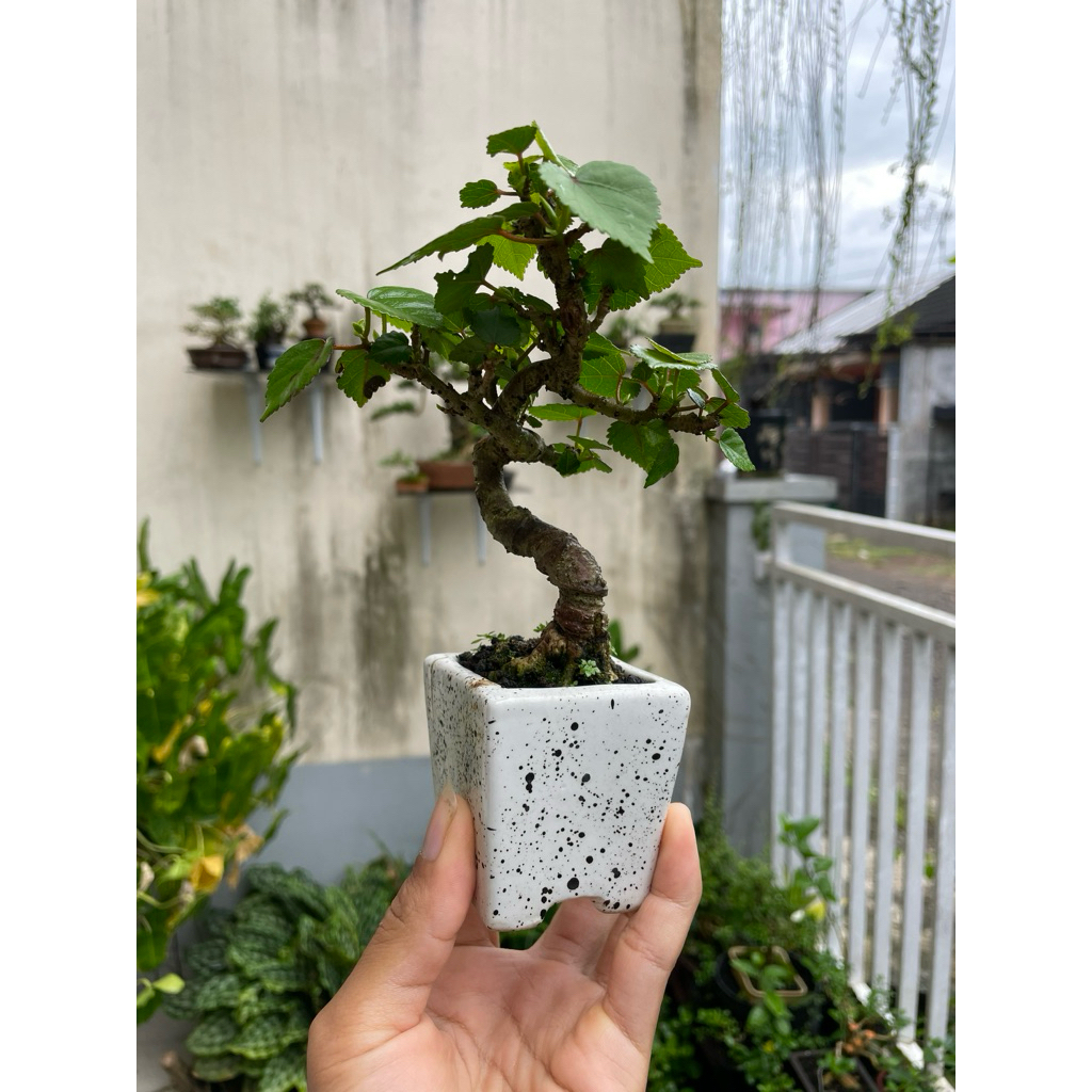 Bonsai mini waru meliuk