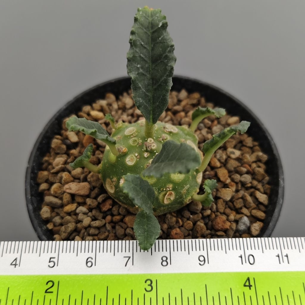 Tanaman Sukulen Dorstenia lavrani ukuran kecil