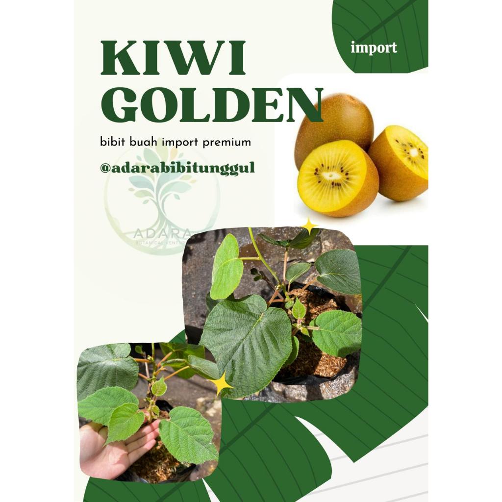 BIBIT KIWI GOLDEN