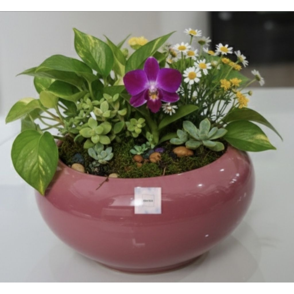 Pot Lotus Teratai DS | pot keramik |mini lotus teratai | Vas Bungga | pot keramik model ceper tanpa 