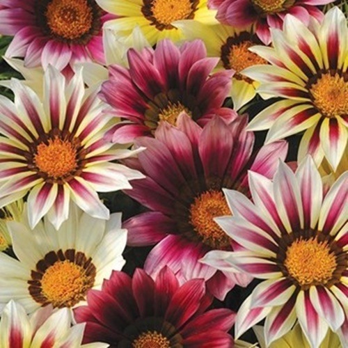 3 Benih Biji Bunga GAZANIA New Day Strawberry Shortcake F1