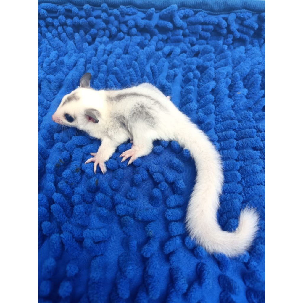 Sugar Glider True Platinum Mozaic