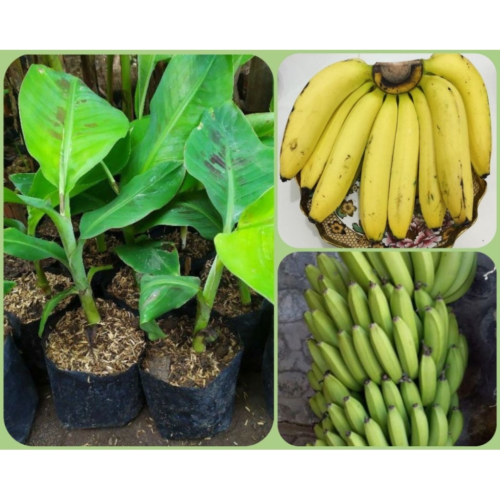 bibit pisang ambon, bibit tanaman pisang ambon, bibit buah pisang ambon.