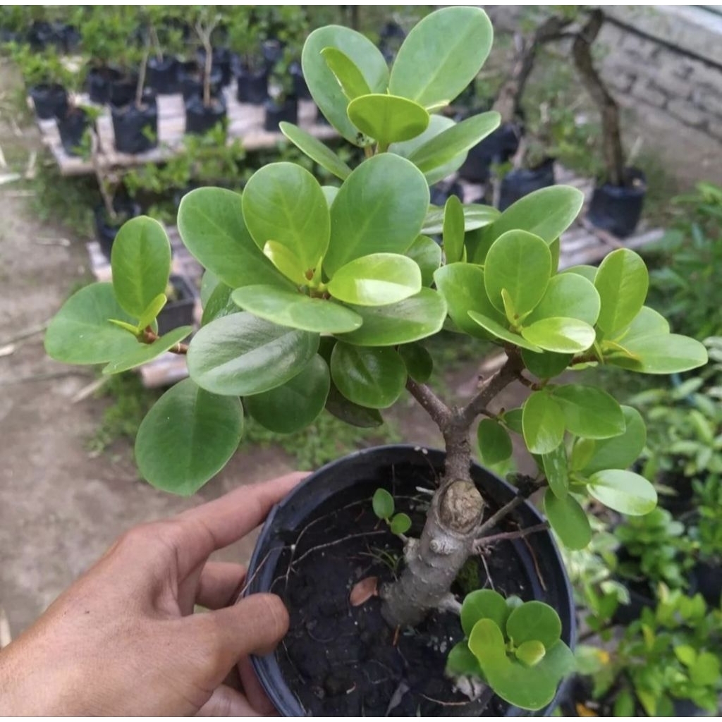 Tanaman Bahan Bonsai Pohon Beringin Korea / Beringin Dolar Siap Kawat