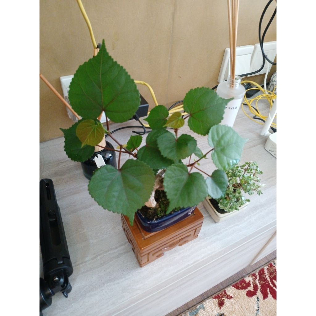 Bonsai mini waru taiwan