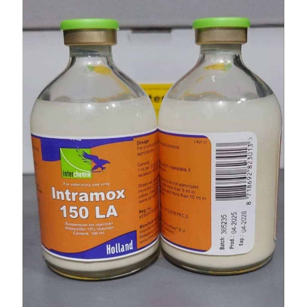 INTRAMOX-150 LA (antibiotik Amoxycillin untuk  ternak)
