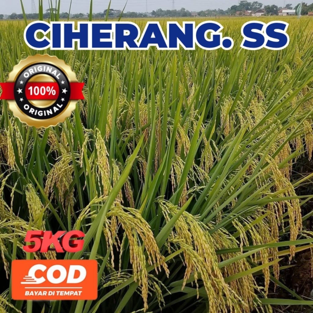 Bibit Benih Padi Ciherang SS Bobot Paling Unggul Nasi Pulen Kualitas Premium 5Kg