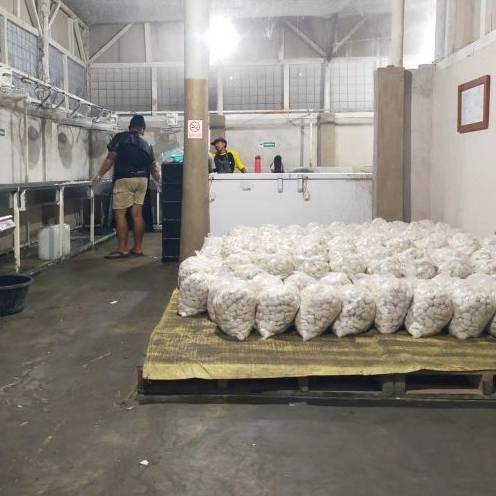 Basreng Mentah Eceran, Kiloan, /Bal