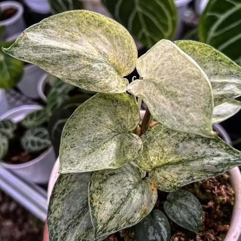 Scindapsus exotika  Mint Varigata