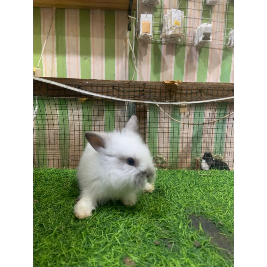 Kelinci Anakan Holland-Fuzzy Lop Usia 1-2Bulan