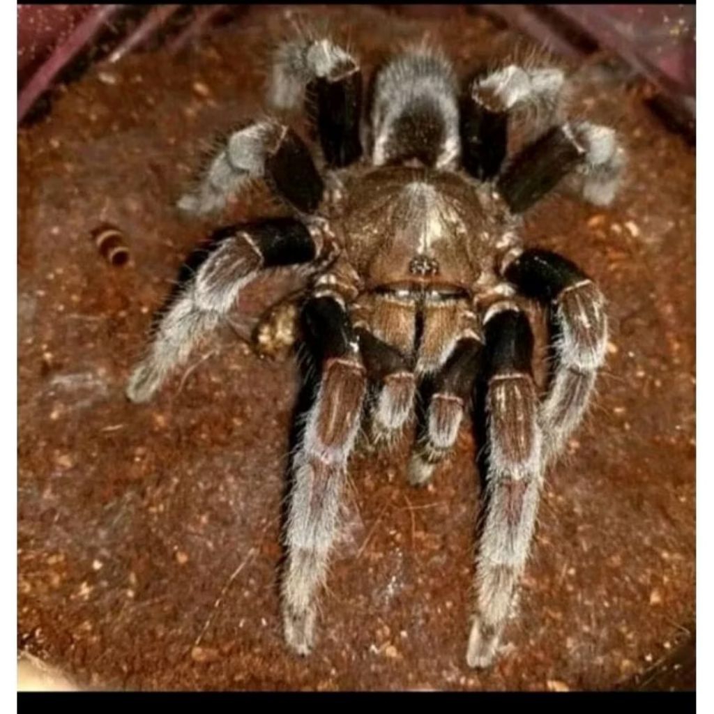 tarantula jawa mainan