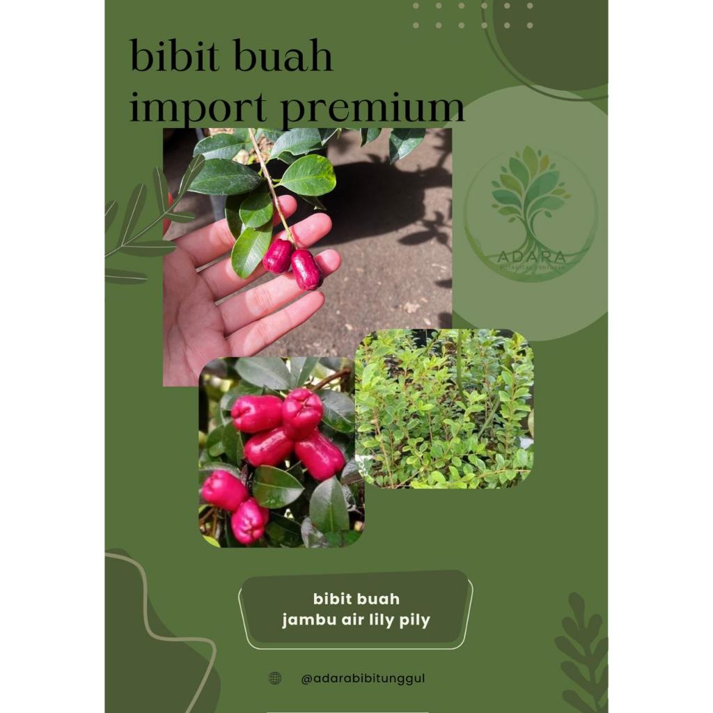 Bibit Jambu Air Lily Pily