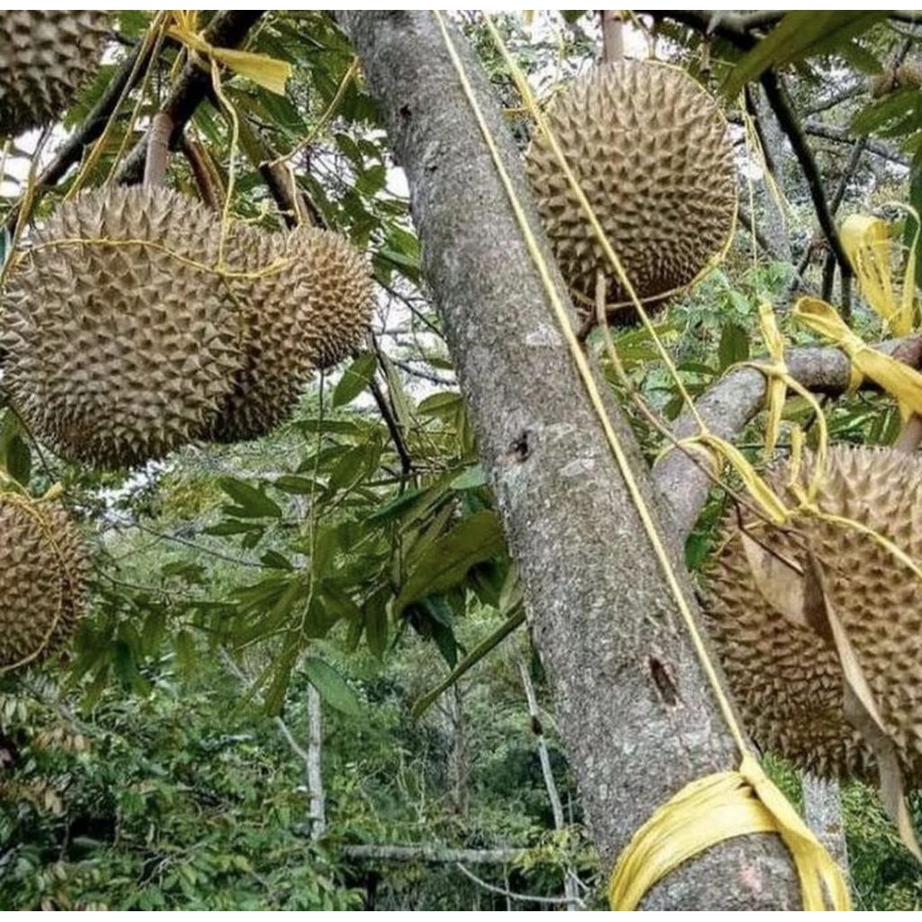 Bibit Pohon Durian Super Tembaga Okulasi / Pohon Durian Super Tembaga
