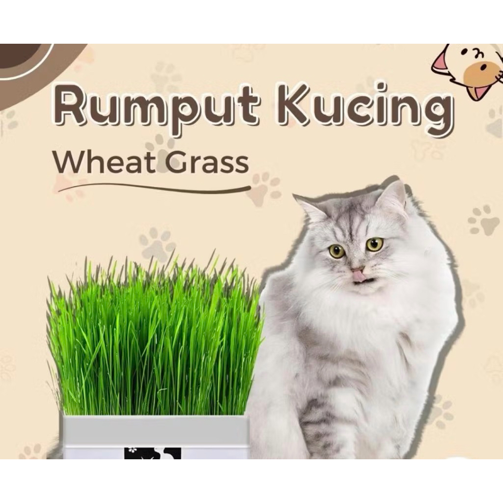 Paket Pengkap Rumput Kucing Tanam Sendiri - Wheat Grass Rumput Kucing Rumput Gandum