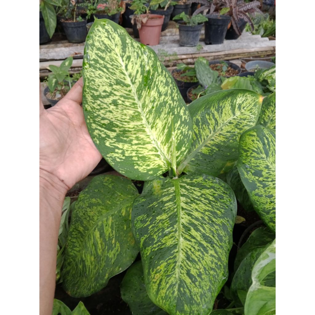 tanaman hias aglonema diven anggun ayu/ diven balon daun bulat