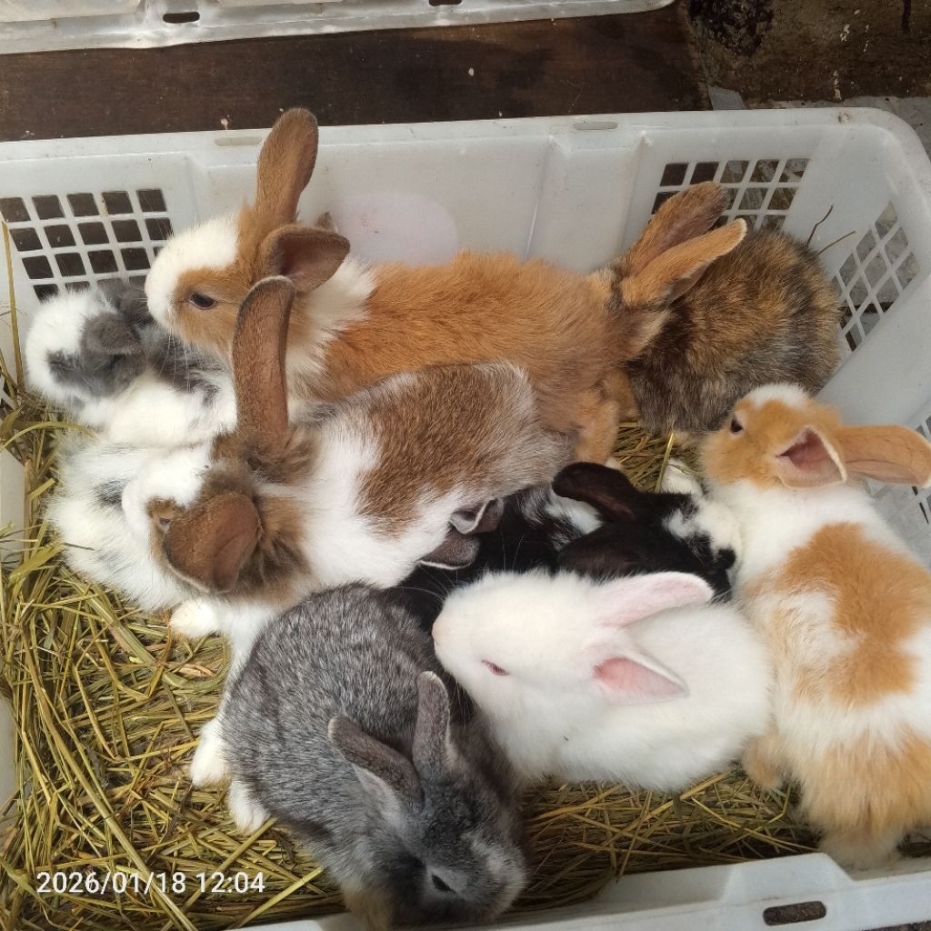 Kelinci Anggora Lokal - Anak Kelinci Anggora Lokal - Bibit Kelinci