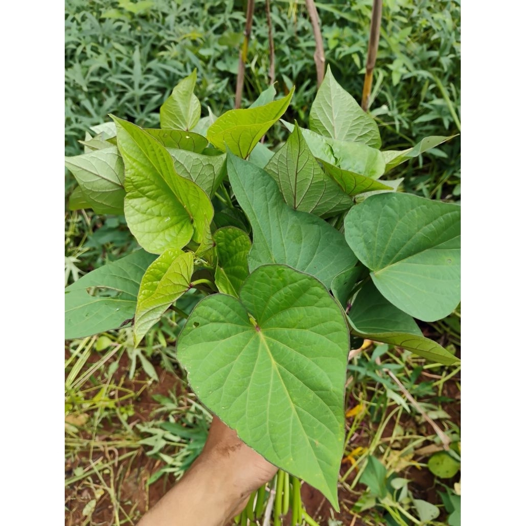 Bibit Ubi jalar Jepang, bibit Ubi jepang, ubi jepang asli, ubi jalar manis.