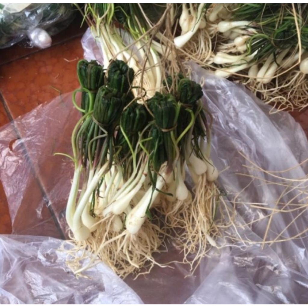 Lokio / Bawang batak