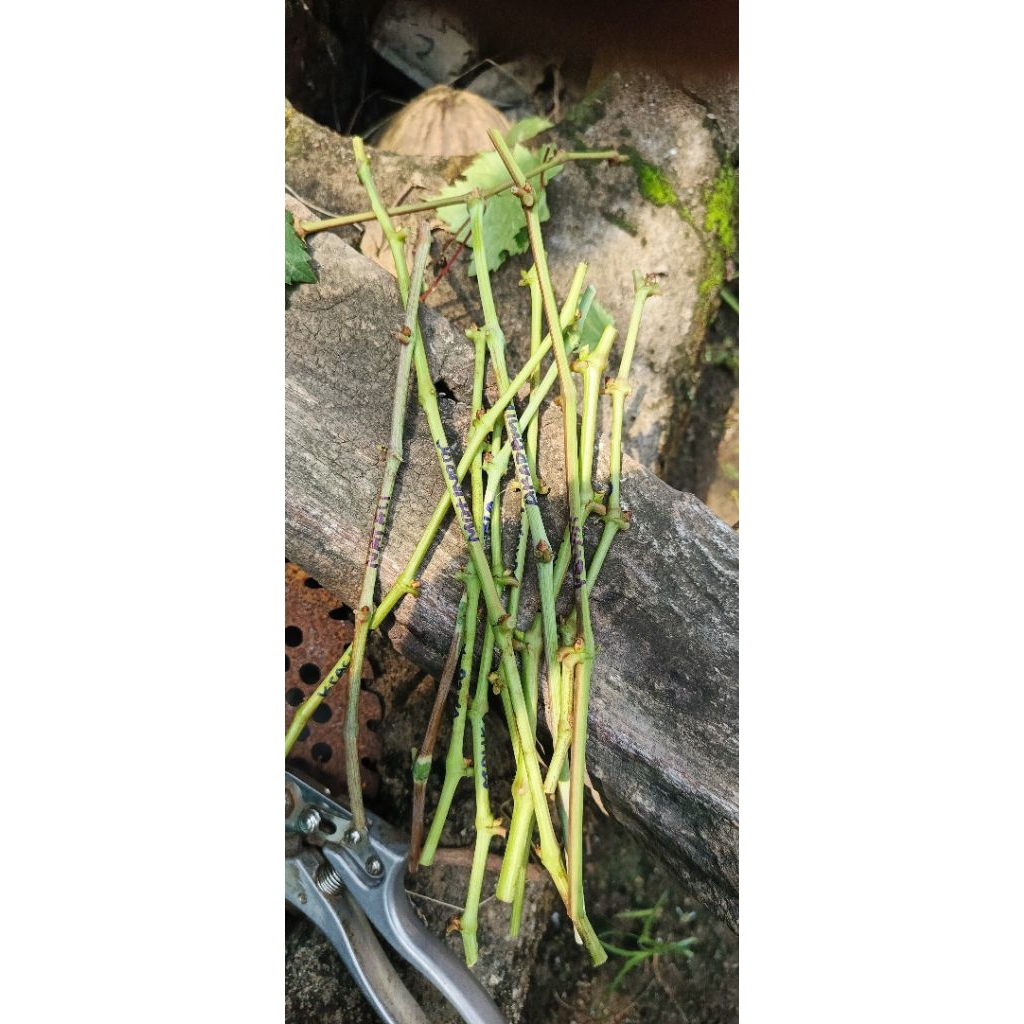 entres anggur import