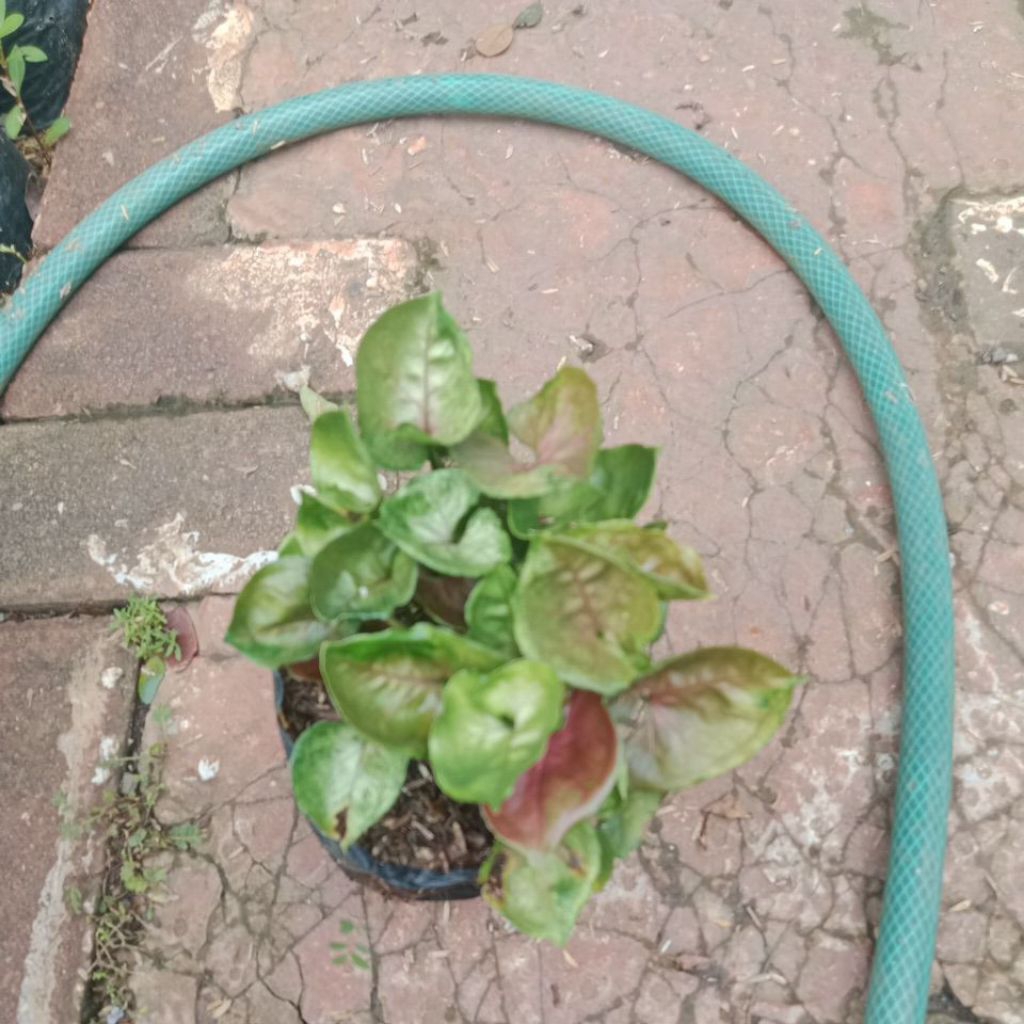 Tanaman hias keladi thailand